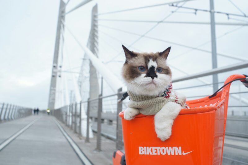 自転車用のバスケットに乗って橋を移動する猫