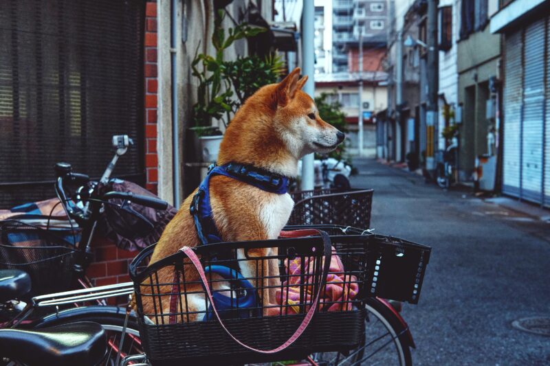 街中で自転車のかごに乗るハーネスを着けた柴犬