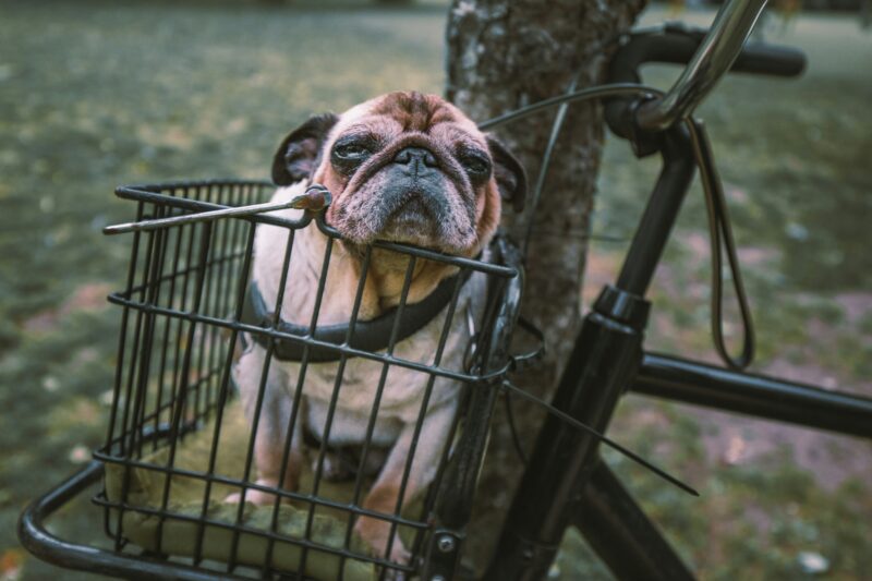 自転車の前かごに乗っている小型犬