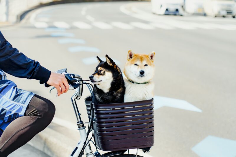 自転車の前かごに2匹の柴犬を乗せて走っている様子